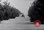 Image of Orange grove irrigation California United States USA, 1920, second 41 stock footage video 65675025651