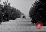 Image of Orange grove irrigation California United States USA, 1920, second 42 stock footage video 65675025651