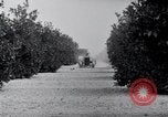 Image of Orange grove irrigation California United States USA, 1920, second 43 stock footage video 65675025651