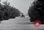 Image of Orange grove irrigation California United States USA, 1920, second 44 stock footage video 65675025651