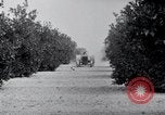 Image of Orange grove irrigation California United States USA, 1920, second 45 stock footage video 65675025651
