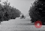 Image of Orange grove irrigation California United States USA, 1920, second 48 stock footage video 65675025651