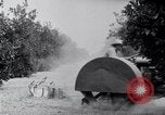 Image of Orange grove irrigation California United States USA, 1920, second 55 stock footage video 65675025651