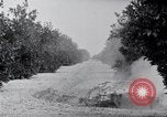 Image of Orange grove irrigation California United States USA, 1920, second 57 stock footage video 65675025651