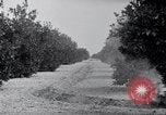 Image of Orange grove irrigation California United States USA, 1920, second 58 stock footage video 65675025651