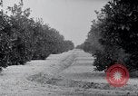 Image of Orange grove irrigation California United States USA, 1920, second 59 stock footage video 65675025651