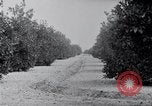 Image of Orange grove irrigation California United States USA, 1920, second 60 stock footage video 65675025651