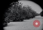 Image of Orange grove irrigation California United States USA, 1920, second 62 stock footage video 65675025651