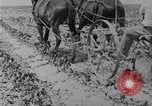 Image of Horse drawn cultivator United States USA, 1920, second 3 stock footage video 65675025657
