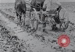 Image of Horse drawn cultivator United States USA, 1920, second 4 stock footage video 65675025657
