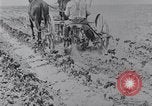 Image of Horse drawn cultivator United States USA, 1920, second 5 stock footage video 65675025657