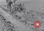 Image of Horse drawn cultivator United States USA, 1920, second 6 stock footage video 65675025657