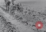 Image of Horse drawn cultivator United States USA, 1920, second 7 stock footage video 65675025657