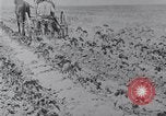 Image of Horse drawn cultivator United States USA, 1920, second 8 stock footage video 65675025657