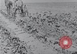Image of Horse drawn cultivator United States USA, 1920, second 9 stock footage video 65675025657