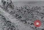 Image of Horse drawn cultivator United States USA, 1920, second 10 stock footage video 65675025657