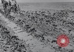 Image of Horse drawn cultivator United States USA, 1920, second 11 stock footage video 65675025657