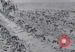Image of Horse drawn cultivator United States USA, 1920, second 12 stock footage video 65675025657
