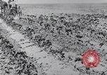Image of Horse drawn cultivator United States USA, 1920, second 13 stock footage video 65675025657