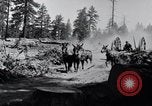 Image of large wheeled rig hauling cut logs United States USA, 1920, second 6 stock footage video 65675025658