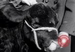 Immagine di Jack Dempsey New York United States USA, 1935, secondo 9 filmato di repertorio 65675025714