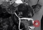 Immagine di Jack Dempsey New York United States USA, 1935, secondo 10 filmato di repertorio 65675025714