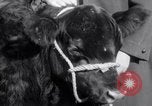 Immagine di Jack Dempsey New York United States USA, 1935, secondo 11 filmato di repertorio 65675025714
