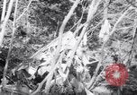 Standbild Flugzeugabsturz Colorado United States USA, 1951, aus Sekunde 25 historischem Filmmaterial Videoclip 65675025742