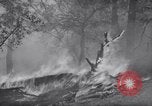 Standbild Forest Fire New Mexico United States USA, 1951, aus Sekunde 8 historischem Filmmaterial Videoclip 65675025743