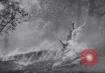Standbild Forest Fire New Mexico United States USA, 1951, aus Sekunde 10 historischem Filmmaterial Videoclip 65675025743