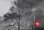 Standbild Forest Fire New Mexico United States USA, 1951, aus Sekunde 15 historischem Filmmaterial Videoclip 65675025743