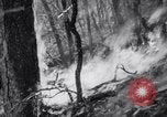 Standbild Forest Fire New Mexico United States USA, 1951, aus Sekunde 48 historischem Filmmaterial Videoclip 65675025743