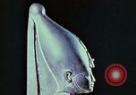 Standbild antiken Zivilisation Ägypten, 1951, aus Sekunde 34 historischem Filmmaterial Videoclip 65675025781