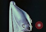 Standbild antiken Zivilisation Ägypten, 1951, aus Sekunde 36 historischem Filmmaterial Videoclip 65675025781
