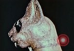 Standbild antiken Zivilisation Ägypten, 1951, aus Sekunde 52 historischem Filmmaterial Videoclip 65675025781