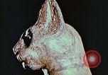 Standbild antiken Zivilisation Ägypten, 1951, aus Sekunde 54 historischem Filmmaterial Videoclip 65675025781