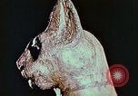 Standbild antiken Zivilisation Ägypten, 1951, aus Sekunde 55 historischem Filmmaterial Videoclip 65675025781