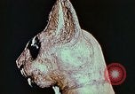 Standbild antiken Zivilisation Ägypten, 1951, aus Sekunde 56 historischem Filmmaterial Videoclip 65675025781