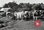 Immagine di Fattoria Michigan United States USA, 1941, secondo 26 filmato di repertorio 65675025813
