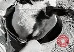 Immagine di Mangimi per animali Michigan United States USA, 1941, secondo 22 filmato di repertorio 65675025814