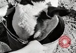 Immagine di Mangimi per animali Michigan United States USA, 1941, secondo 23 filmato di repertorio 65675025814