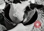 Immagine di Mangimi per animali Michigan United States USA, 1941, secondo 24 filmato di repertorio 65675025814
