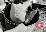 Immagine di Mangimi per animali Michigan United States USA, 1941, secondo 25 filmato di repertorio 65675025814