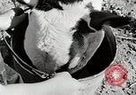 Immagine di Mangimi per animali Michigan United States USA, 1941, secondo 26 filmato di repertorio 65675025814