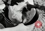 Immagine di Mangimi per animali Michigan United States USA, 1941, secondo 27 filmato di repertorio 65675025814