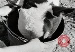 Immagine di Mangimi per animali Michigan United States USA, 1941, secondo 28 filmato di repertorio 65675025814