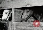 Immagine di Mangimi per animali Michigan United States USA, 1941, secondo 39 filmato di repertorio 65675025814