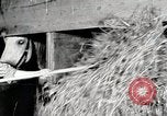Immagine di Mangimi per animali Michigan United States USA, 1941, secondo 42 filmato di repertorio 65675025814