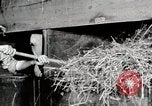 Immagine di Mangimi per animali Michigan United States USA, 1941, secondo 43 filmato di repertorio 65675025814