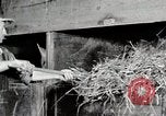 Immagine di Mangimi per animali Michigan United States USA, 1941, secondo 44 filmato di repertorio 65675025814